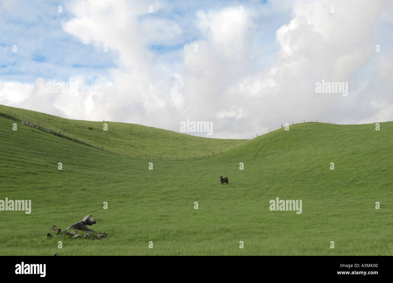 Stier auf einer Wiese in der Nähe von Waiuku auf der Nordinsel in Neuseeland Stockfoto