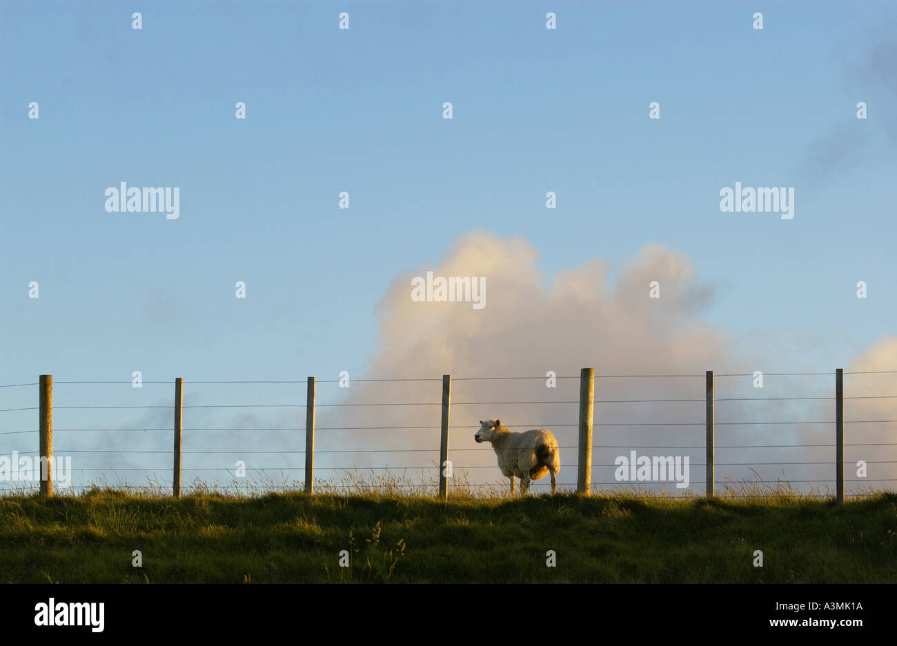 Schafe hinter Zäunen auf einer Farm in Nordinsel Neuseeland Stockfoto