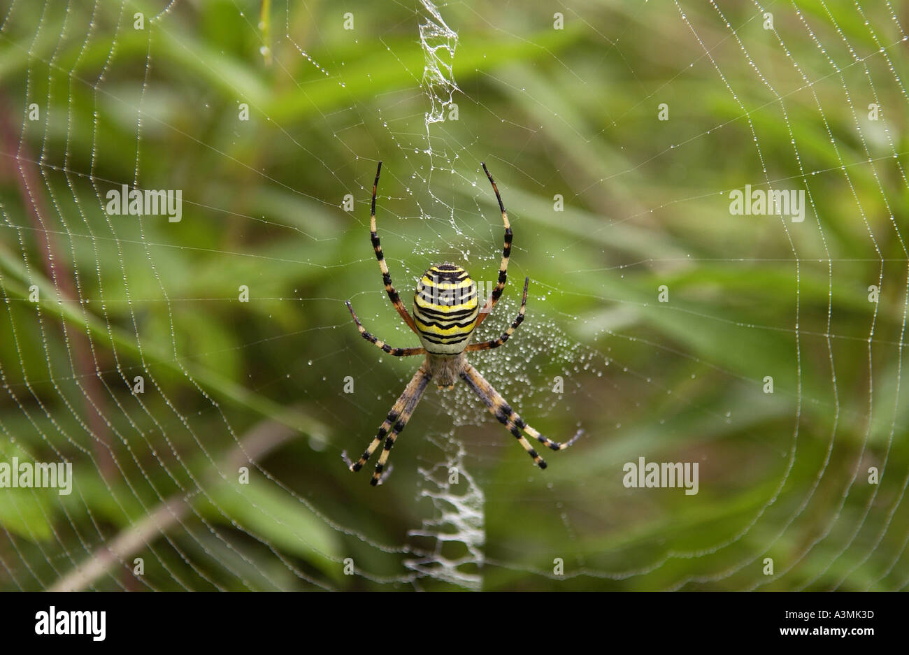 Wasp Spider Argiope Bruennichii Spinnen ein Tau bedeckt Netz Stockfoto