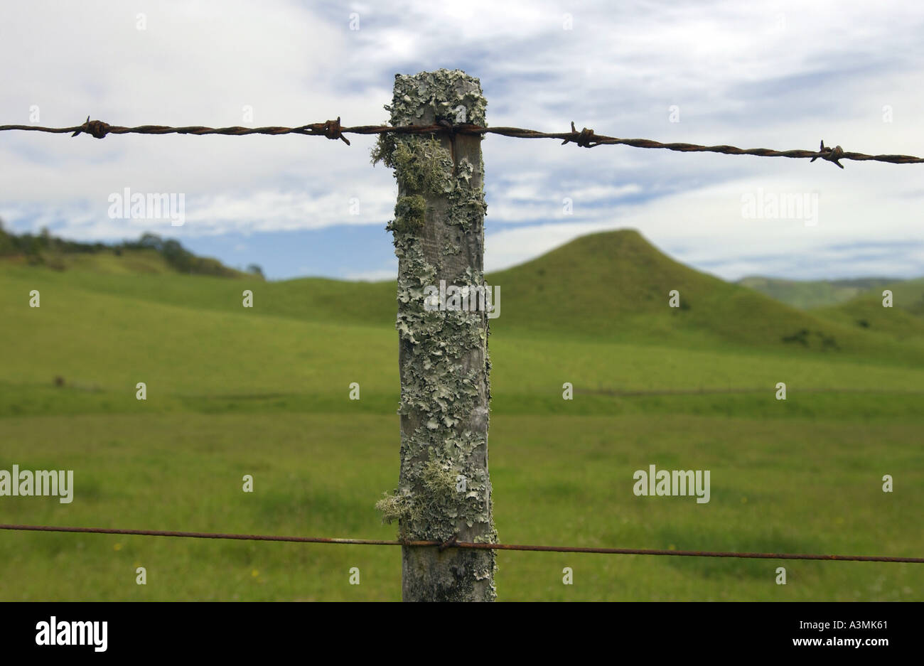Stacheldraht auf Pfosten bedeckt mit Moos und Flechten Nordinsel Neuseeland Stockfoto