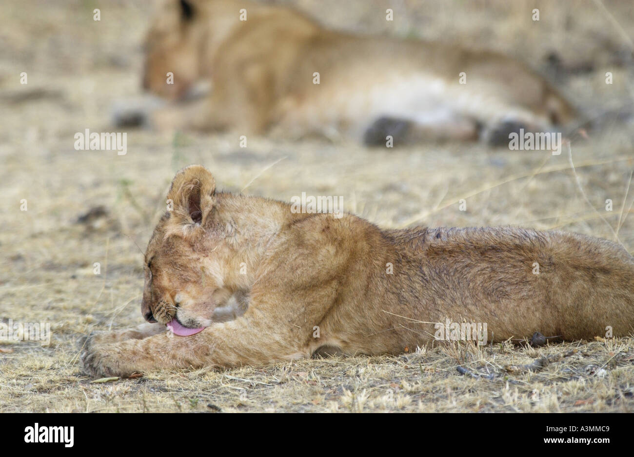 Ein Löwe Cub Pflege Grumeti Tansania Ostafrika Stockfoto