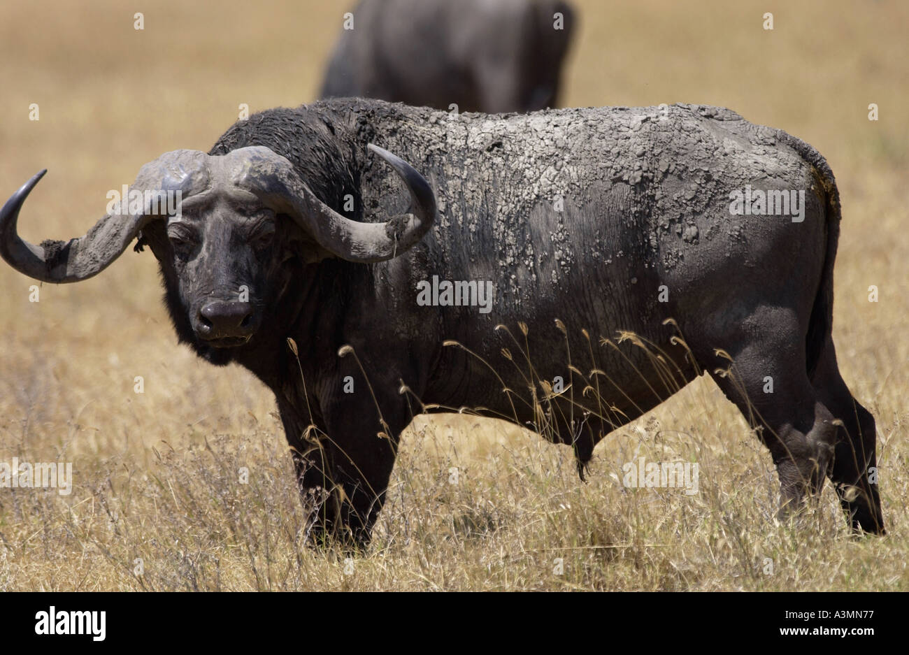 Buffalo-Ngoro-Ngoro Krater-Tansania-Ost-Afrika Stockfoto