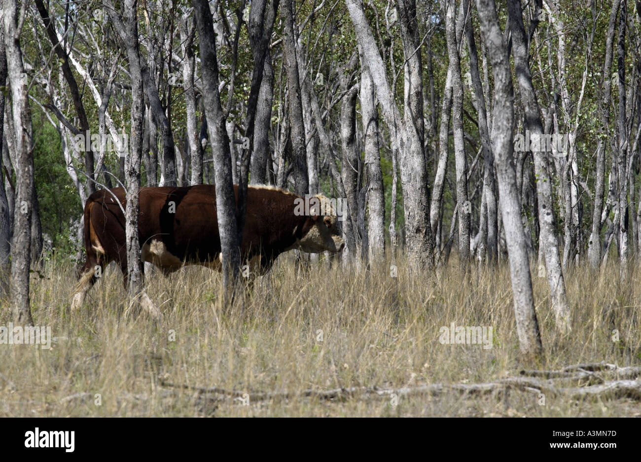 Bull gehen unter den Bäumen in Queensland-Australien Stockfoto