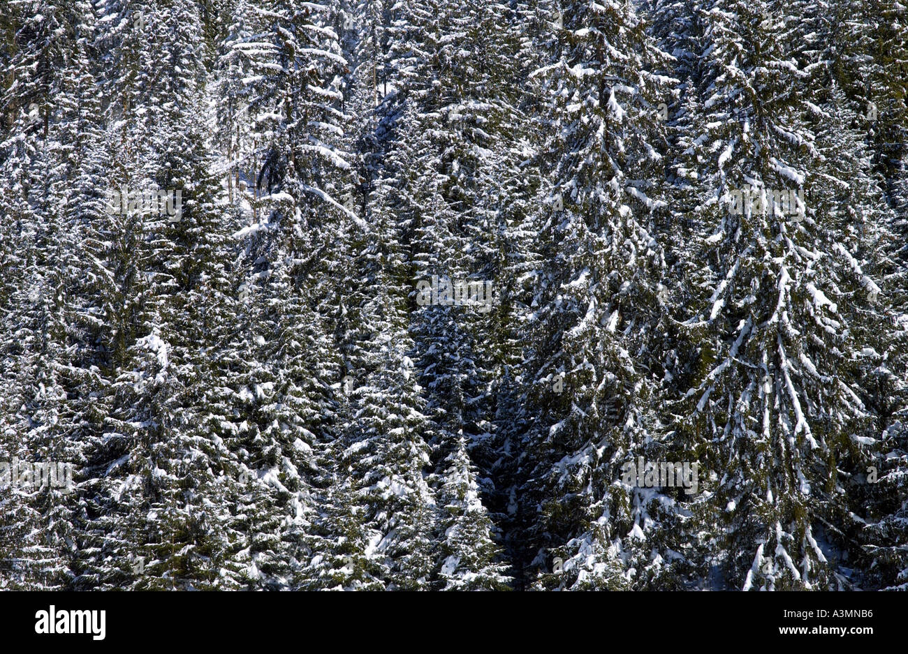 Nadelbäume in Klosters Silvretta Gruppe der Schweizer Alpen Stockfoto