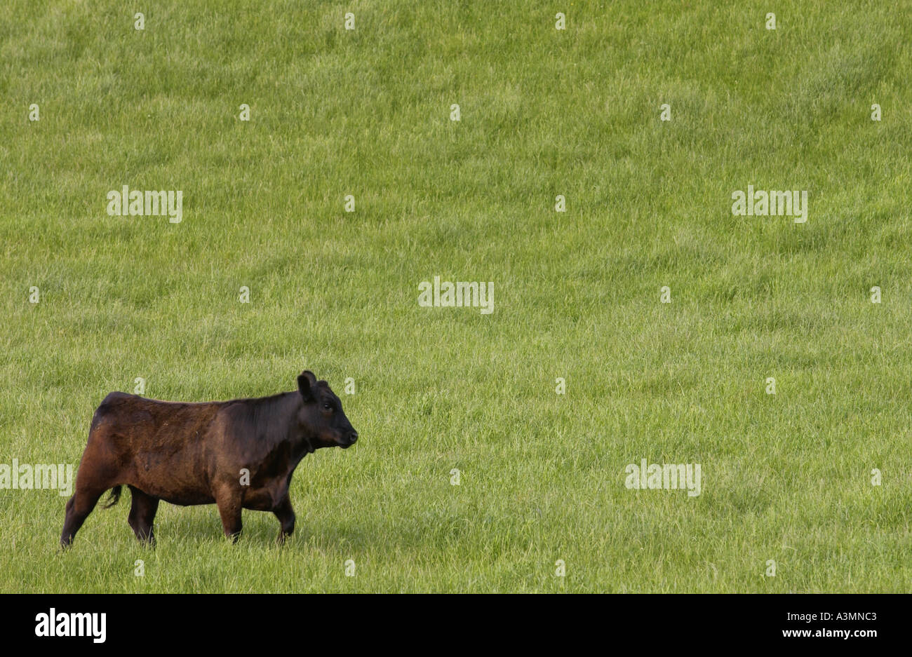Stier auf einer Wiese in der Nähe von Waiuku auf der Nordinsel in Neuseeland Stockfoto