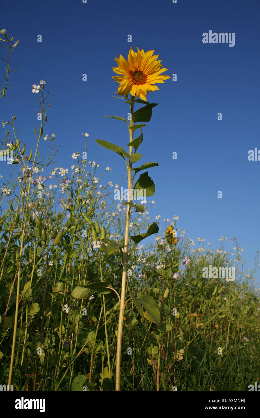 Hochformat Sonnenblume am blauen Himmel Stockfoto