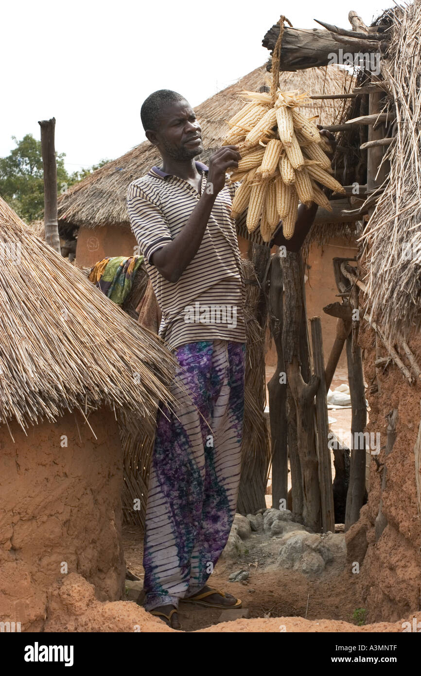 Bauern, die Erhaltung seiner Mais durch Trocknen. Lagersilo oder Kupro befindet sich in der linken Seite. Mognori Dorfgemeinschaft, Nordghana Stockfoto