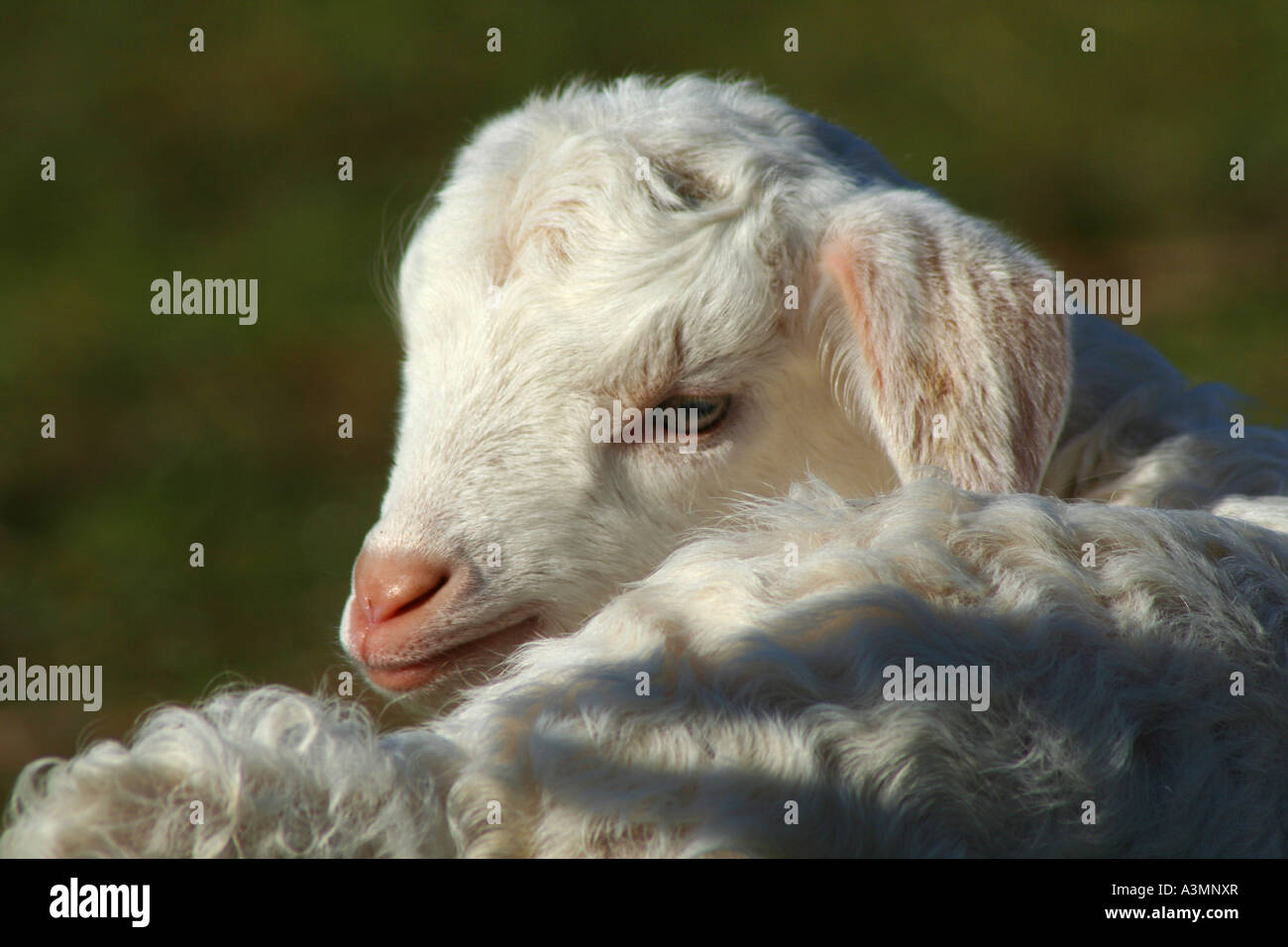 kleines Lamm, drehen den Kopf auf die Kamera Stockfoto