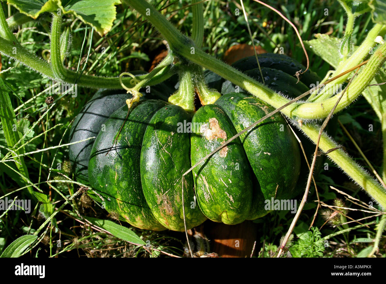 grüne Kürbis im Feld Stockfoto