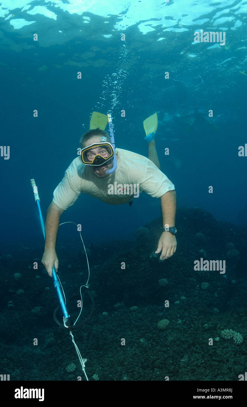 Speerfischen in der pitcarn insel Fotos und Bildmaterial in hoher