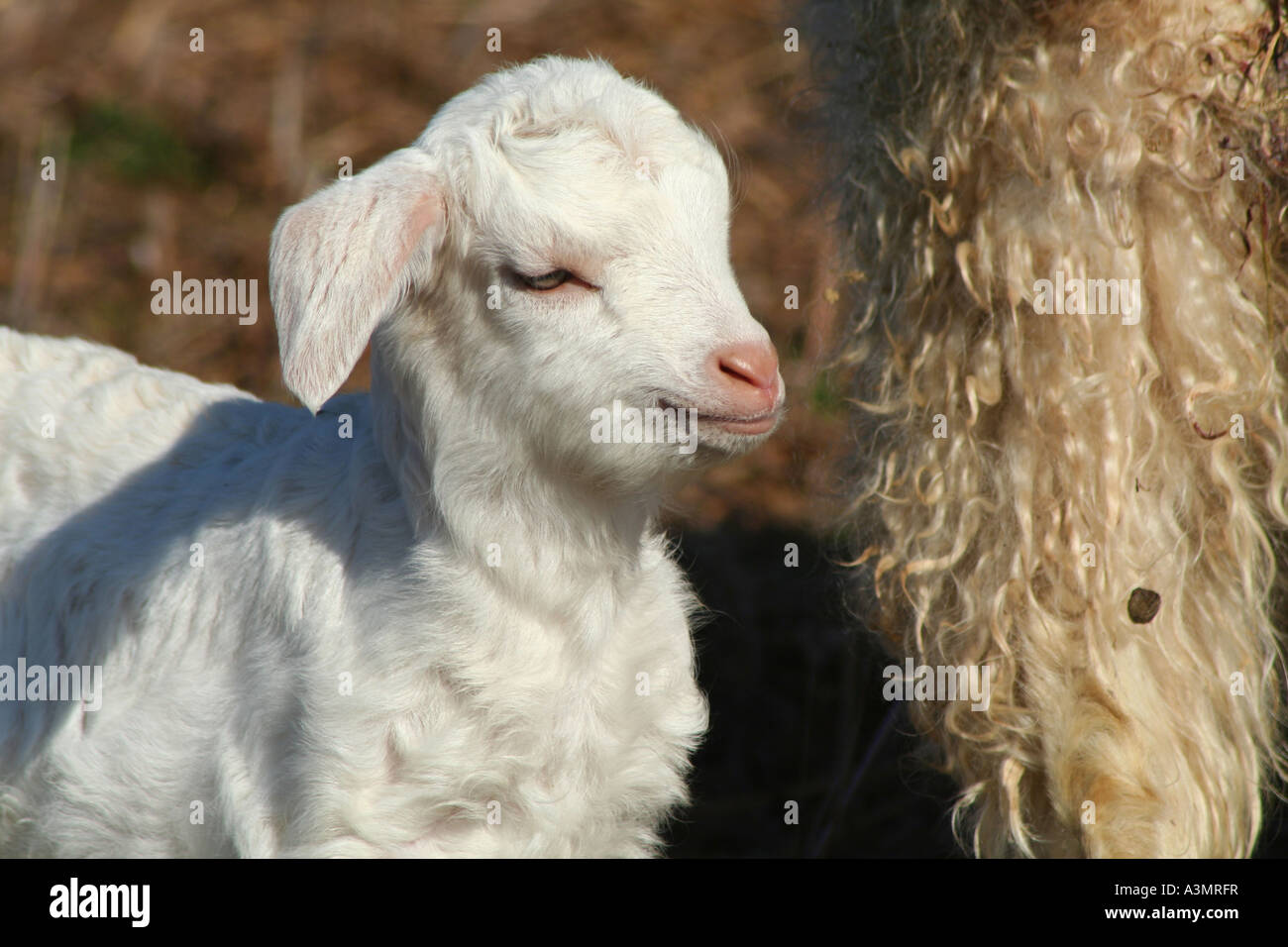 Nahaufnahme von Lämmchen Stockfoto
