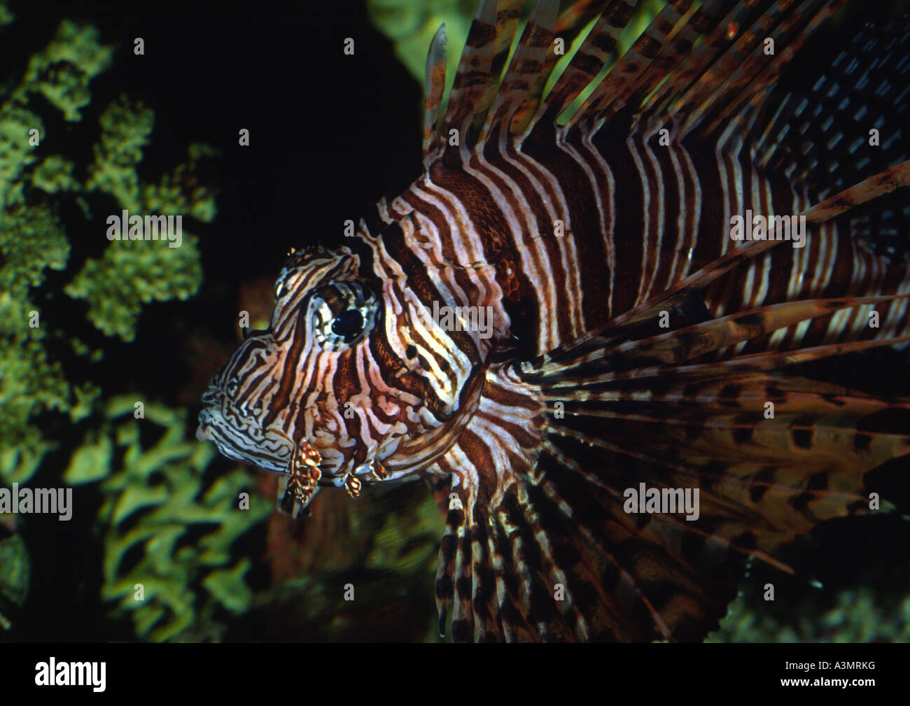 Lion Fish Pterois Volitans im Aquarium Stockfoto