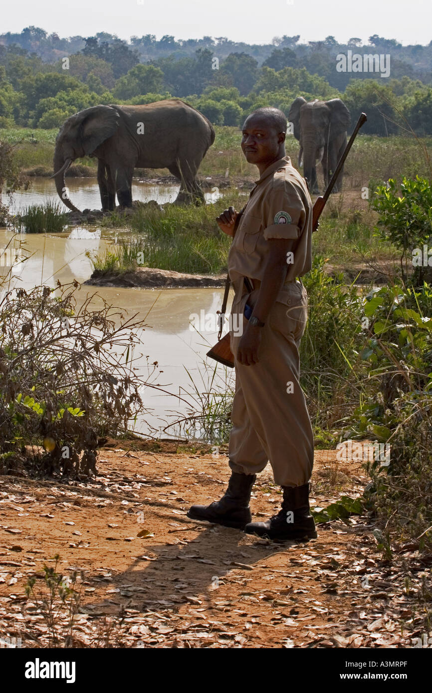 Tiere schützen Schutz afrikanischer Savanne Elefanten am Wasserloch in Mole National Park, Ghana, Westafrika. Stockfoto