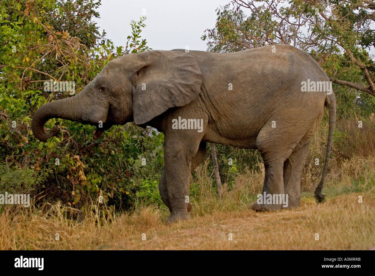 Afrikanische Savanne Elefanten füttern in Mole National Park, Ghana, Westafrika. Stockfoto