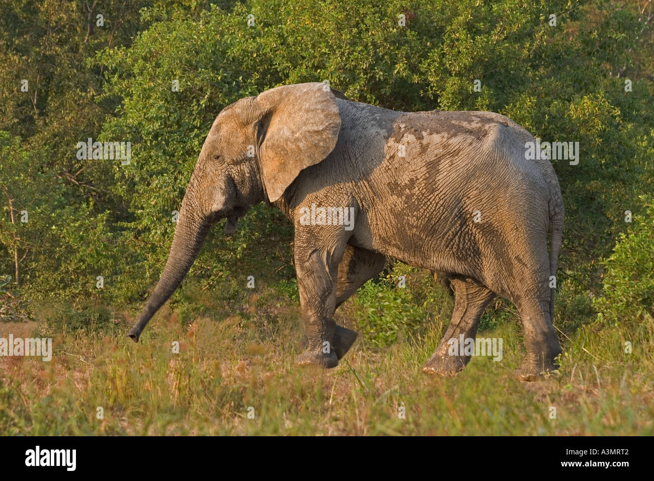 Afrikanische Savanne Elephanton die Bewegung zu Fuß in Mole National Park, Ghana, Westafrika. Stockfoto