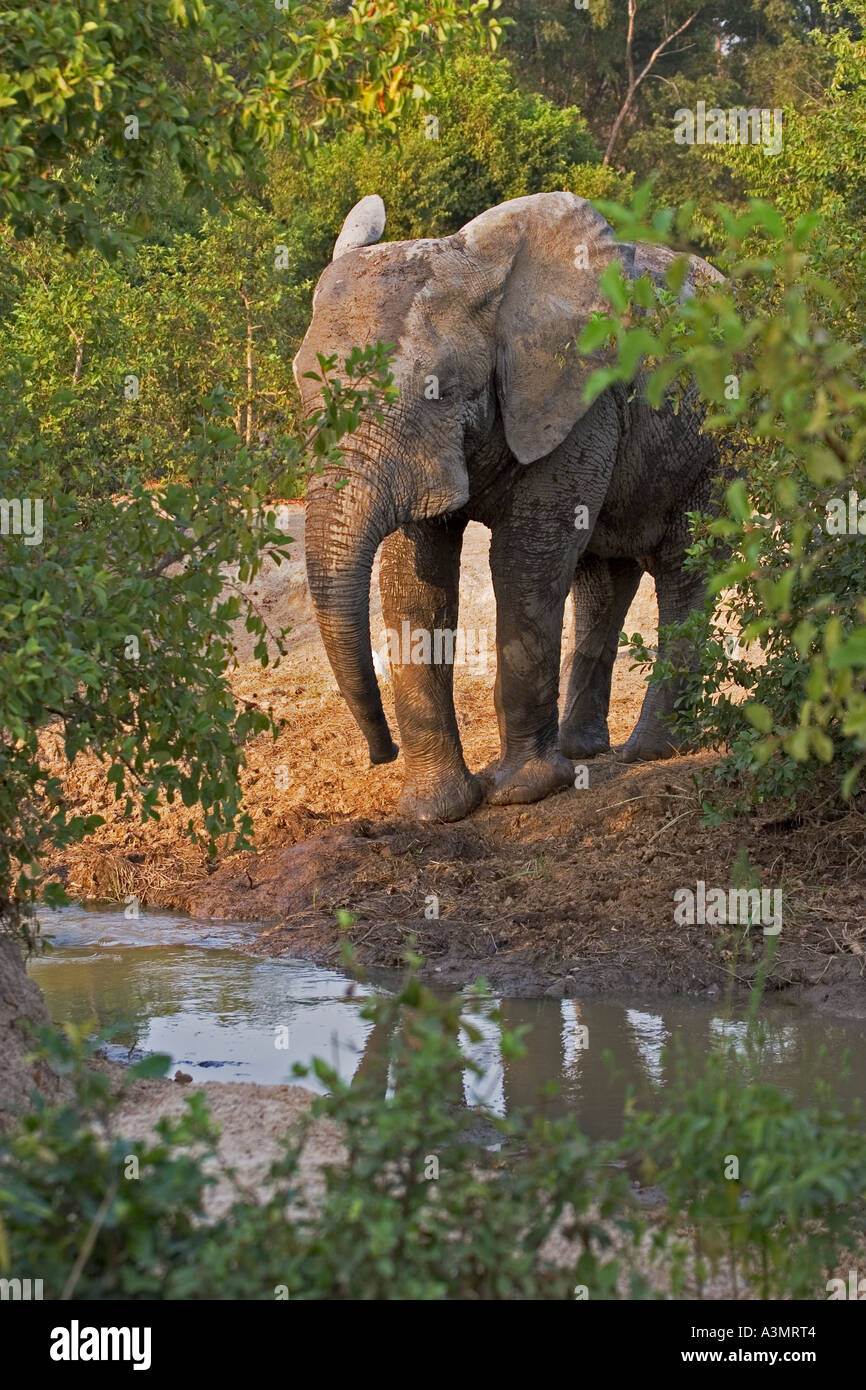 Afrikanische Savanne Elefanten am Wasserloch in Mole National Park, Ghana, Westafrika. Stockfoto
