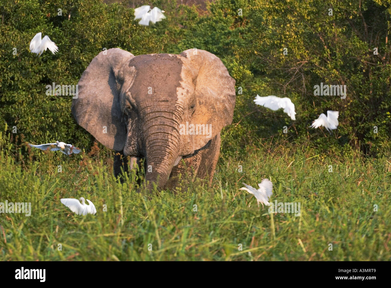 Afrikanische Savanne Elefanten füttern mit Kuhreiher Kreisen in Mole National Park, Ghana, Westafrika. Stockfoto