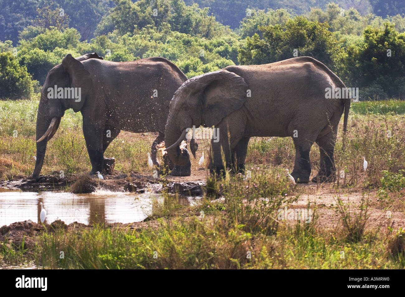 Afrikanische Savanne Elefanten mit Kuhreiher am Wasserloch in Mole National Park, Ghana, Westafrika. Stockfoto