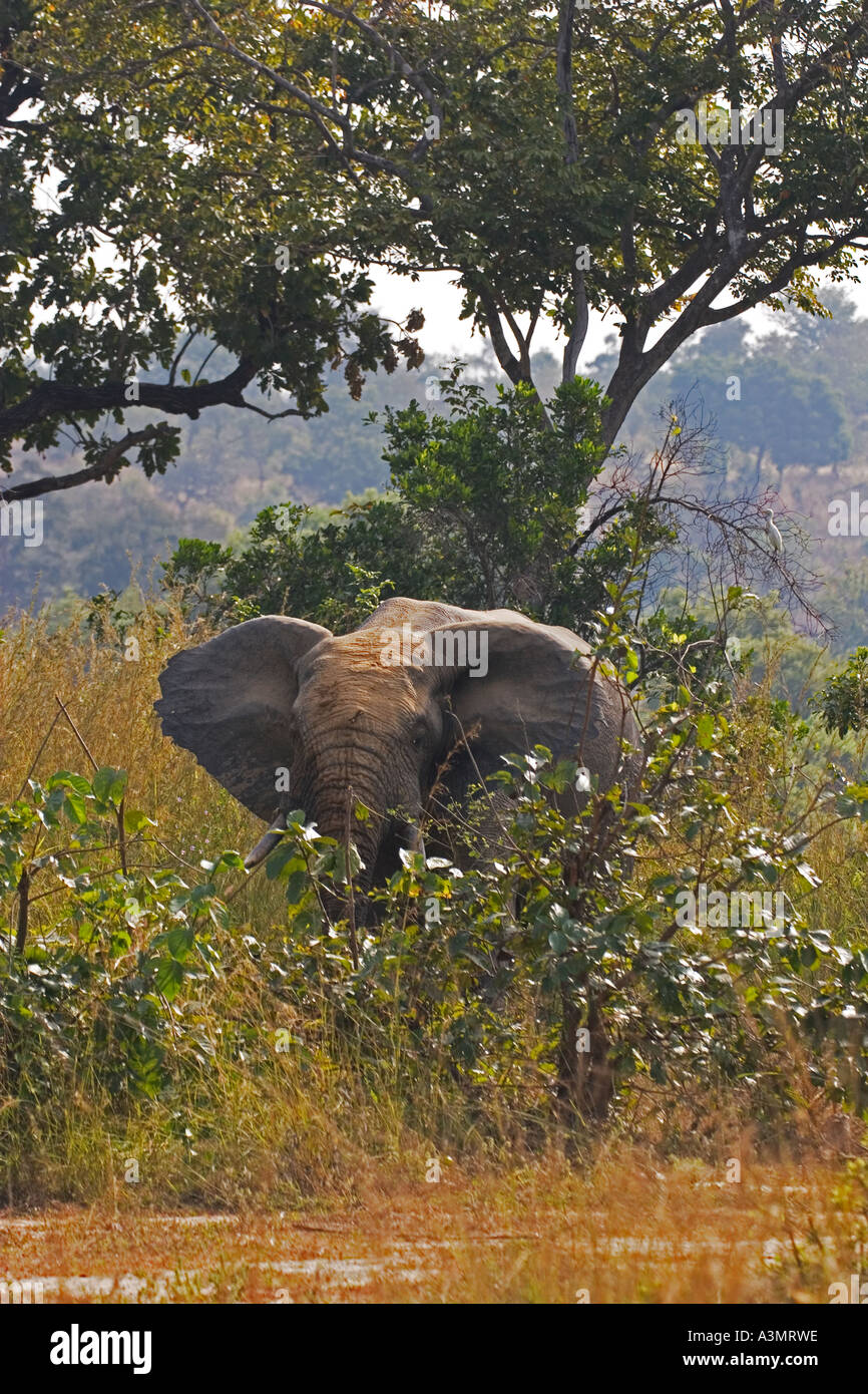 Afrikanische Savanne Elefanten füttern in Mole National Park, Ghana, Westafrika. Stockfoto