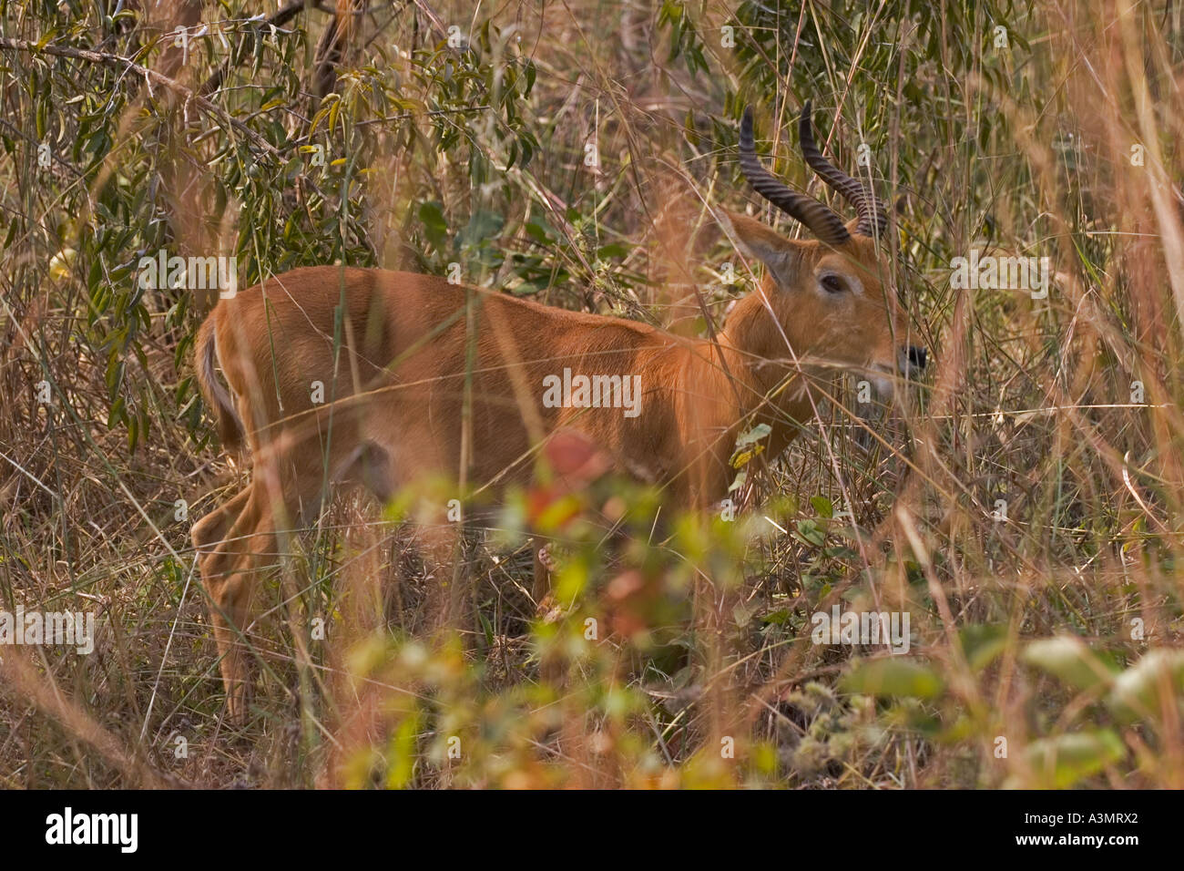 Junge männliche Kob-Antilope getarnt im Busch in der Abenddämmerung in Ghana Westafrika Stockfoto