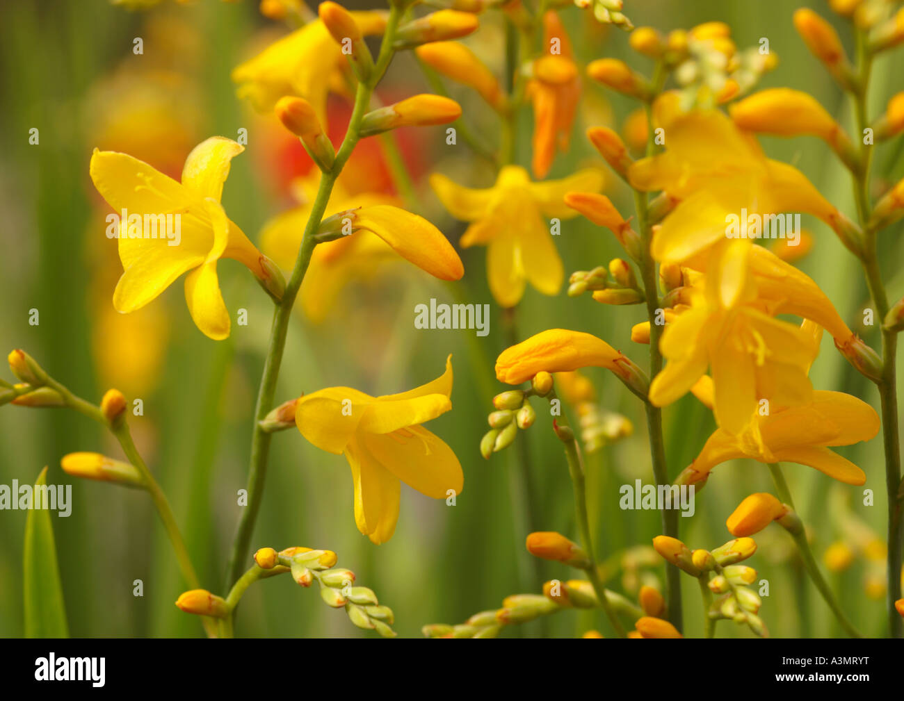 Crocosmia Honig Engel Montbretia Stockfoto