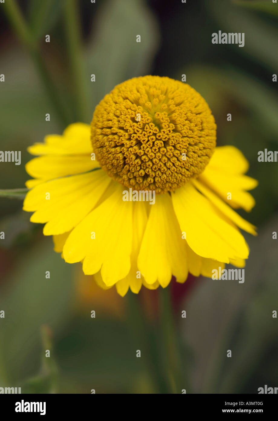 Helenium Töpferscheibe Stockfoto