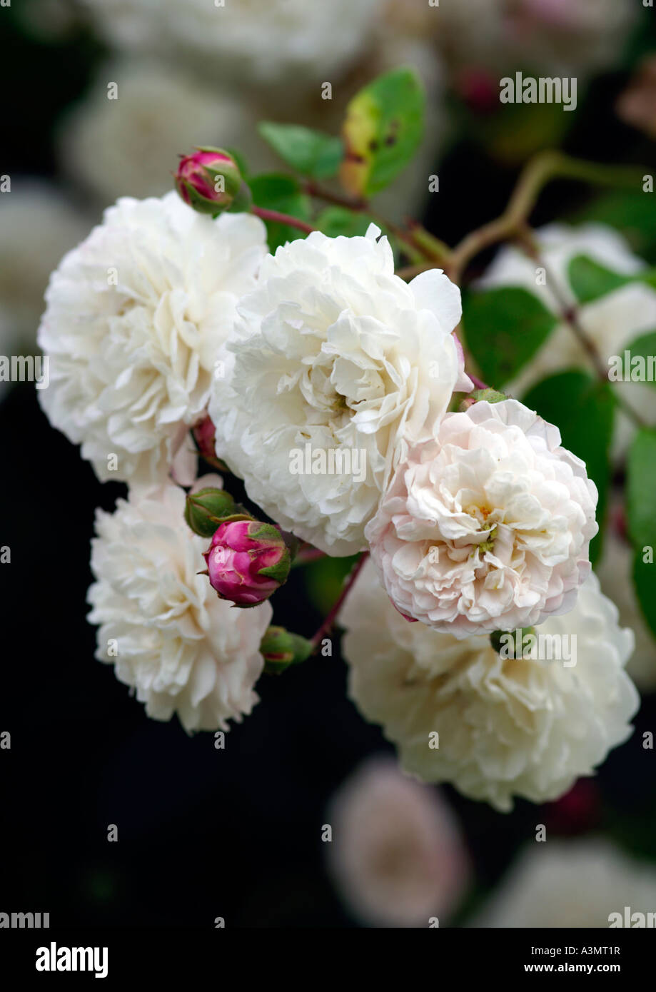 Rosa Felicite Perpetue Stockfoto