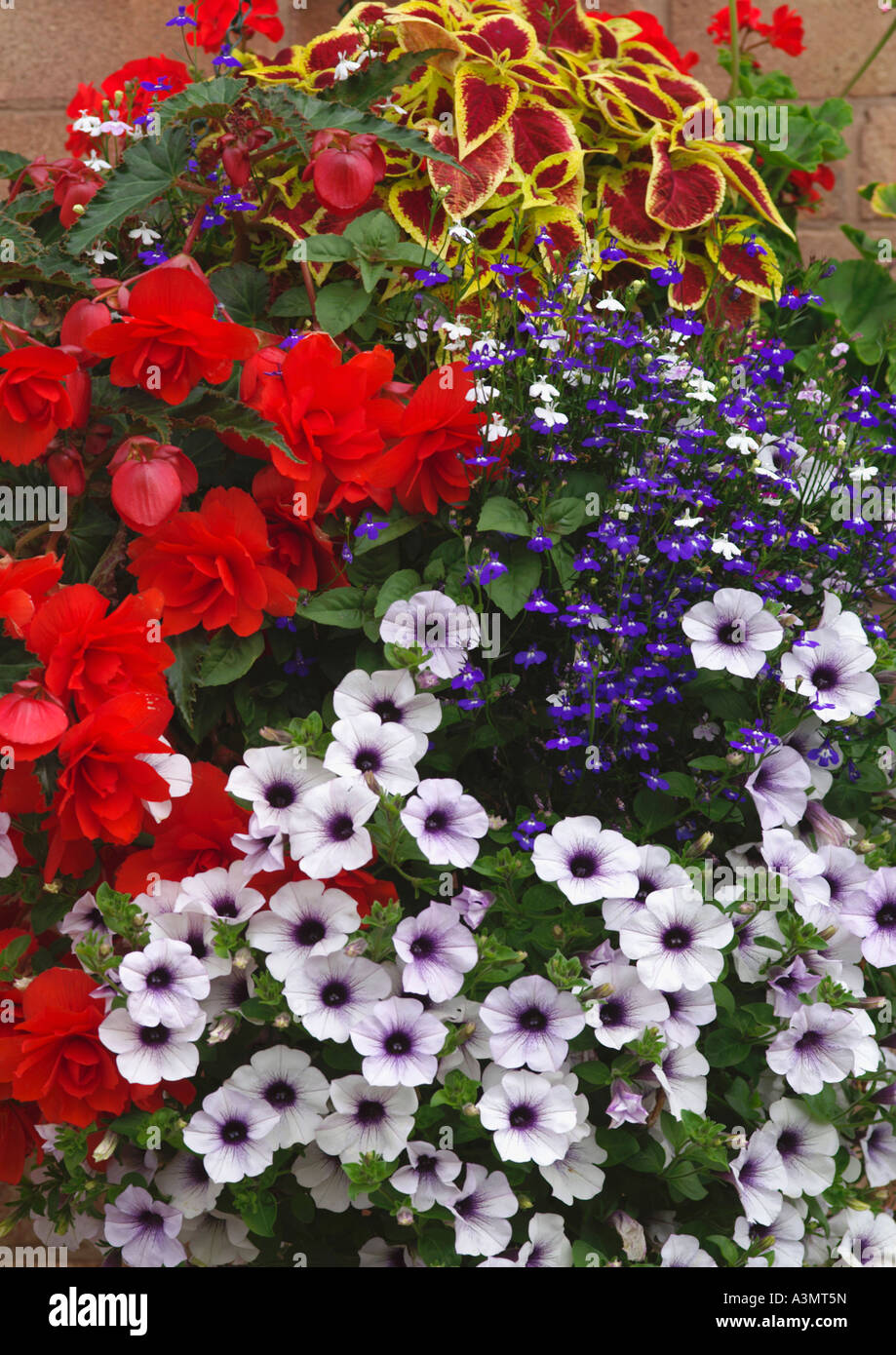 Gruppe von hängenden Korb Blumen Stockfoto