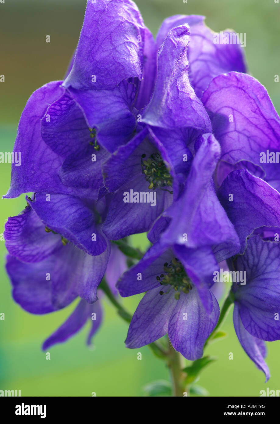 Nahaufnahme von Aconitum Carmichaelii arendsii Stockfoto