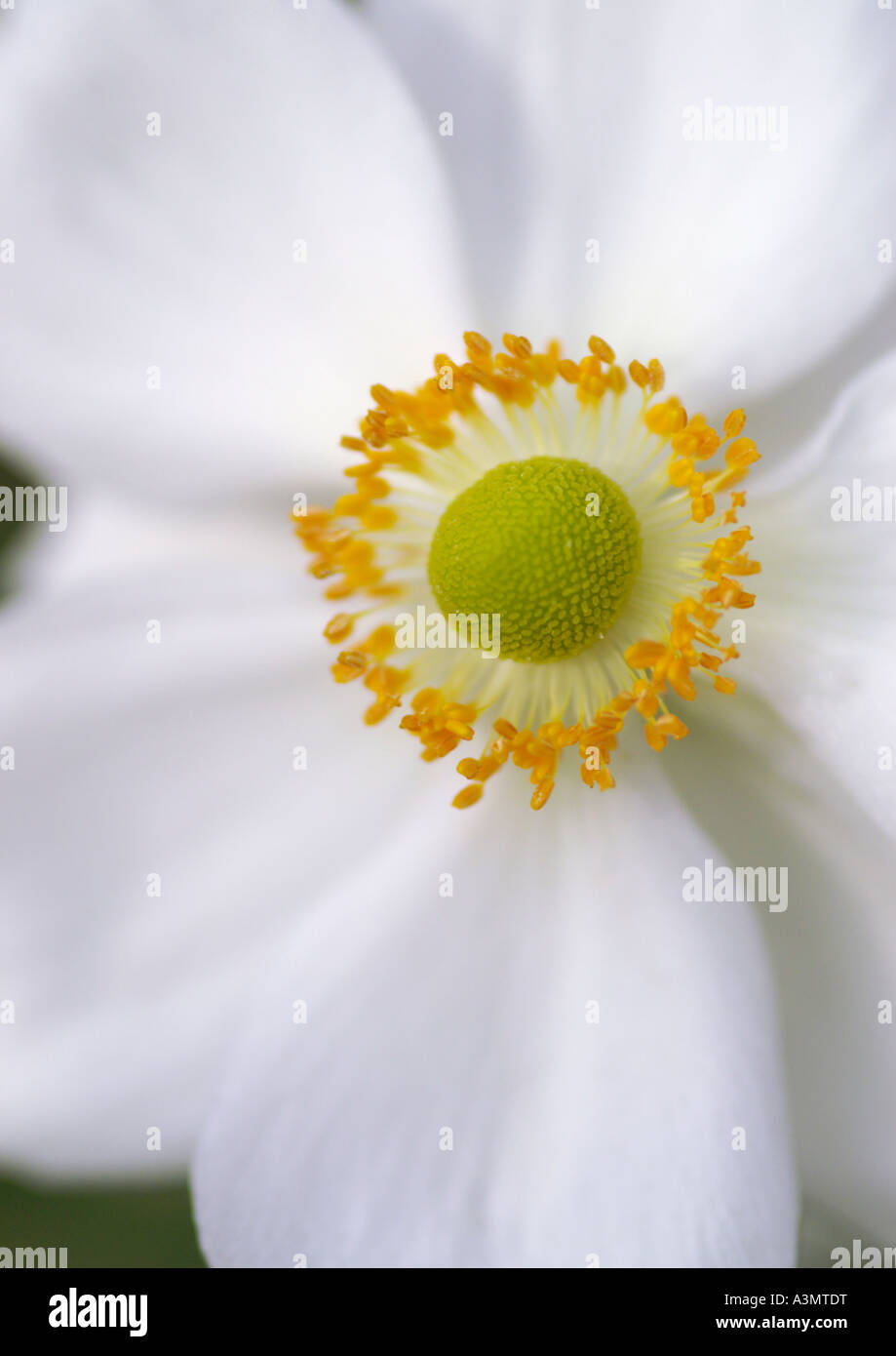Anemone X hybrida Honorine Jobert Stockfoto