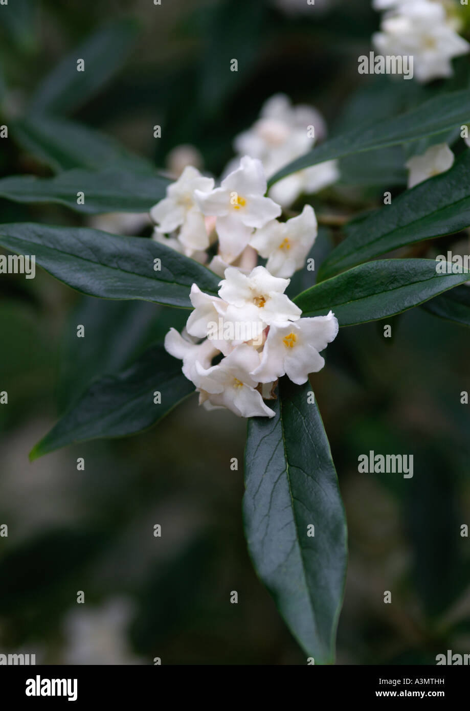 Daphne Bholua Alba Stockfoto