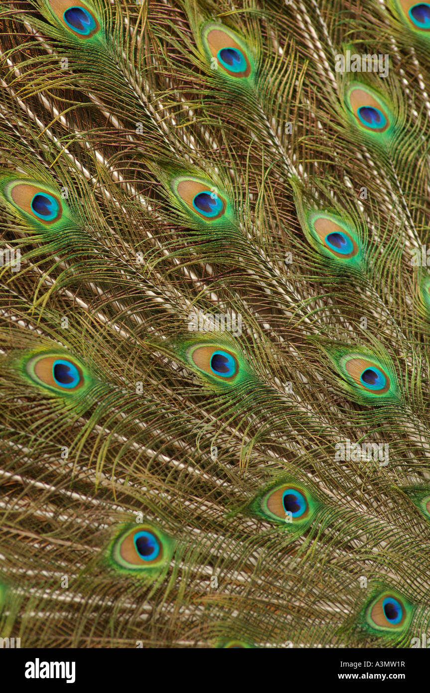 Pfau-Anzeige in den Parc de forestier in Noumea-Neukaledonien Stockfoto