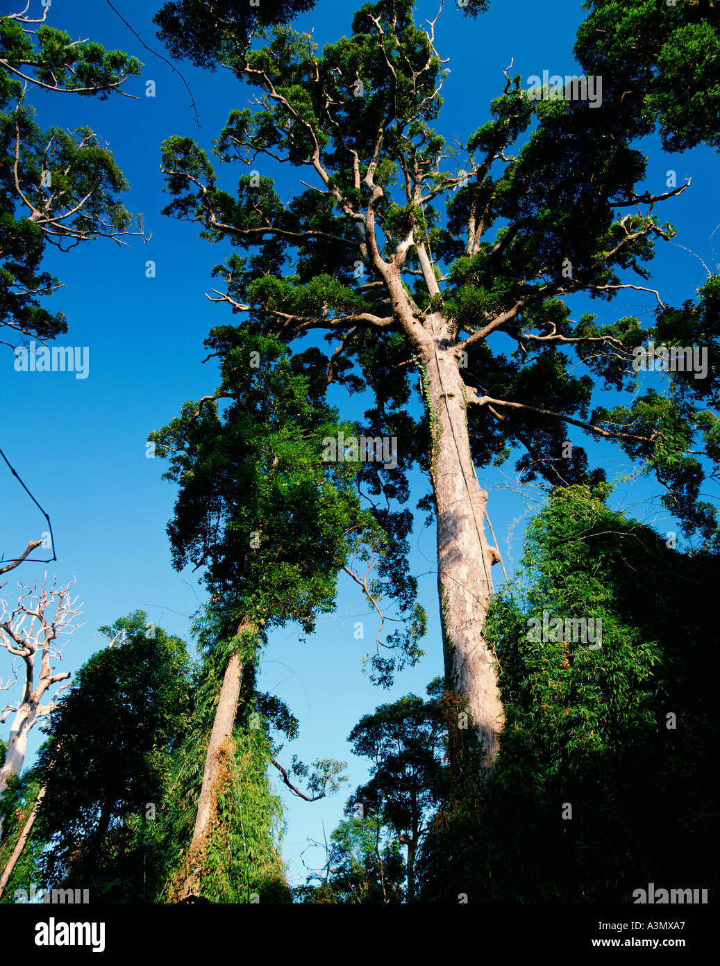 Tropischen Tiefland-Regenwald Subic Watershed Forest Subic Bataan Natural Park Luzon Philippinen Stockfoto