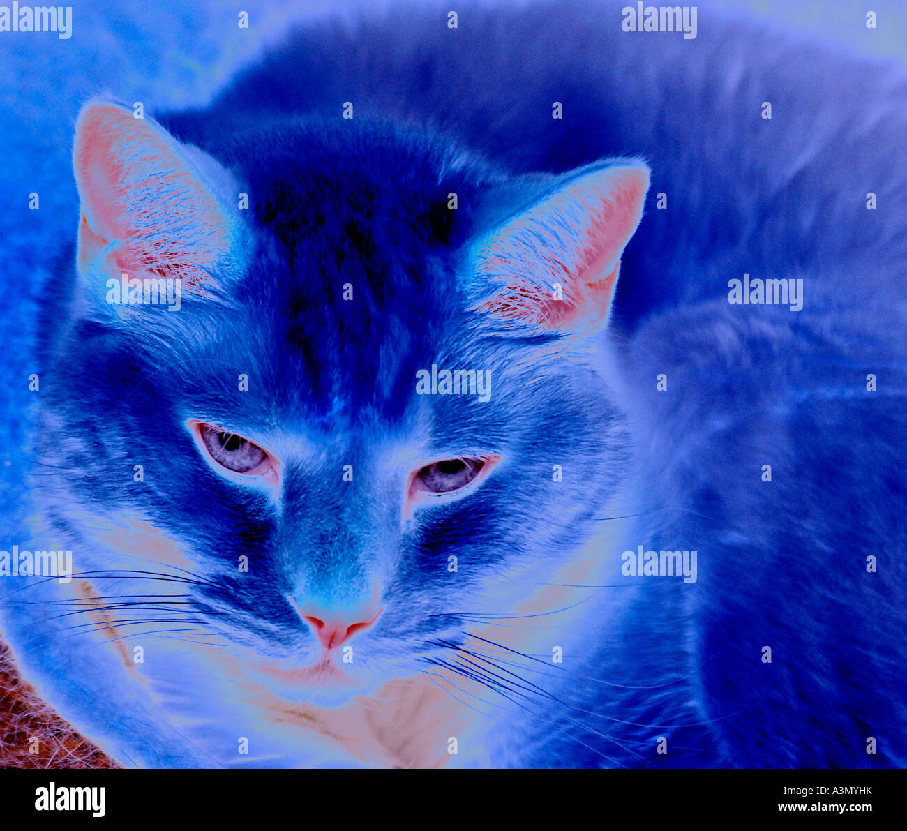 blaue abstrakte Katze Atmosphäre vertraulich Rätsel Rätsel Abbildung  Geheimnis geheimnisvolle Paradox Puzzle rätselhaft Dilemma Sonnenlicht  Stockfotografie - Alamy