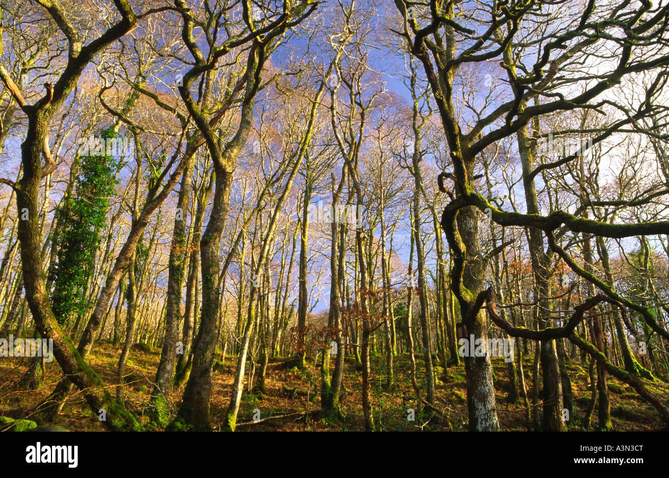 Holz von Cree RSPB Natur Reserve Galloway Scotland UK Stockfoto