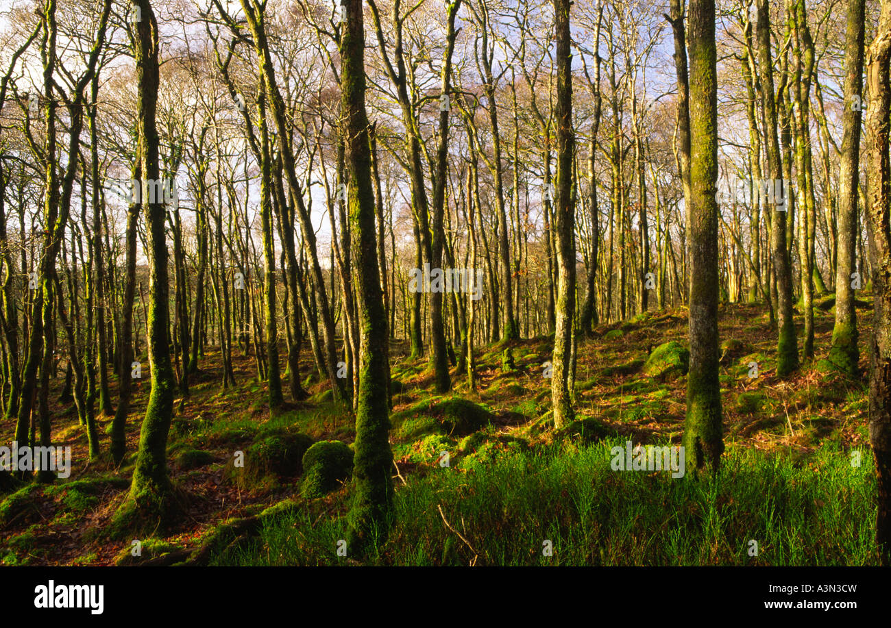 Bäume am Holz der Cree RSPB Natur reservieren Galloway Scotland UK Stockfoto
