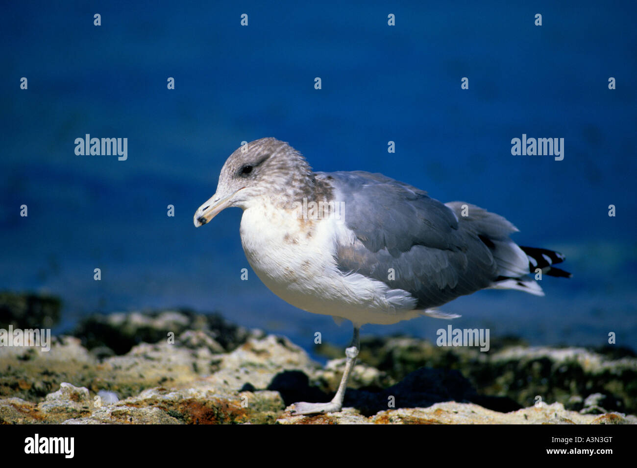 California Gull, Mono Lake, Kalifornien Stockfoto