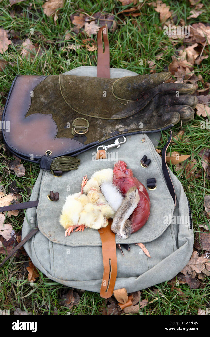 Ein Falkner fliegt seine Red tailed Hawk in der Britischen Landschaft. Eine Reihe von Fuchs jagt in Großbritannien haben über Greifvögel gestartet. Stockfoto
