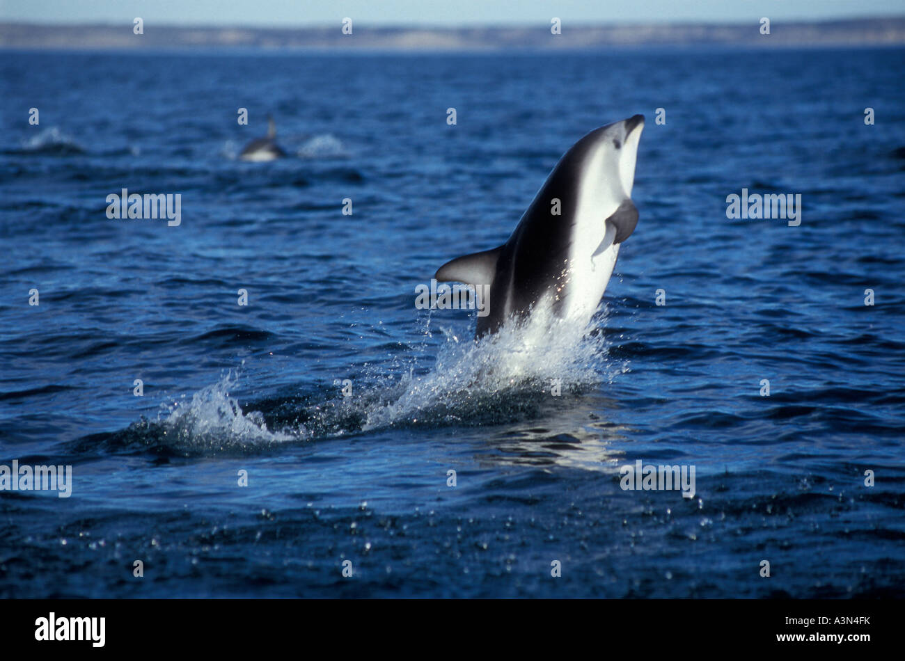 Dusky Dolphin im Golfo Nuevo Argentinien (Lagenorhynchus Obscurus) Stockfoto