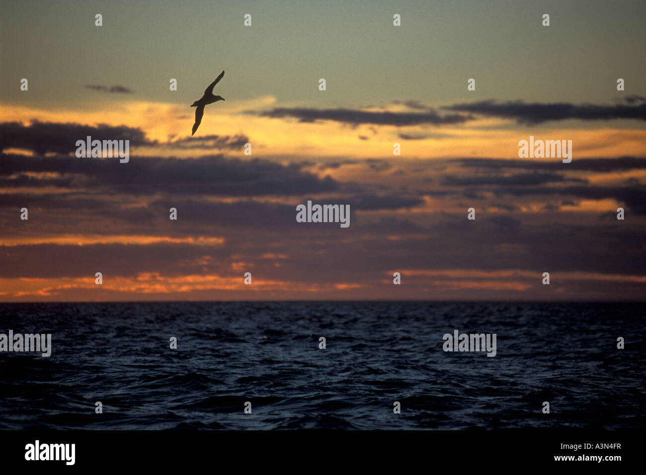 Seevögel fliegen nach Sonnenuntergang, Golfo Nuevo, Chubut, Argentinien Stockfoto
