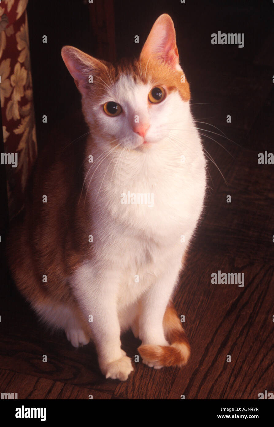 Porträt einer Hausmarmelade Streifen Katze mit langen weißen Schnurrhaare vor schwarzem Hintergrund Stockfoto