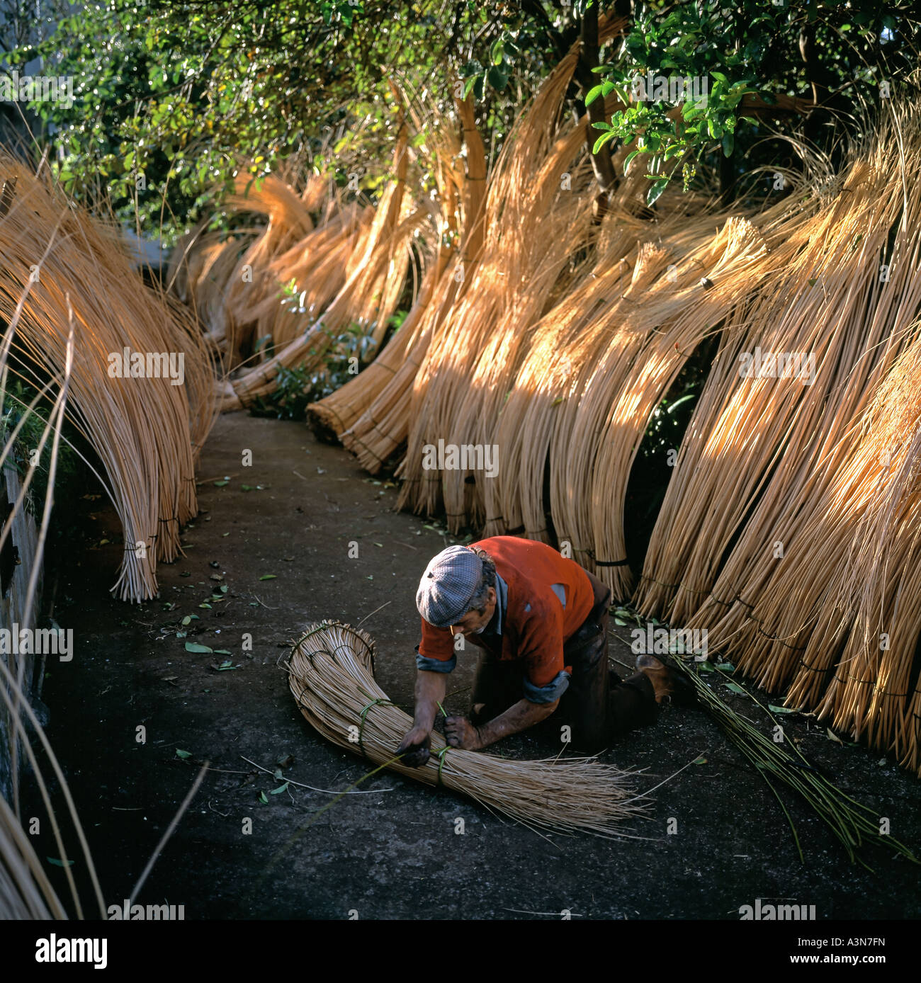 MANN VORBEREITUNG BÜNDEL VON WILLOW ZWEIGE TROCKNEN INSEL MADEIRA PORTUGAL Stockfoto