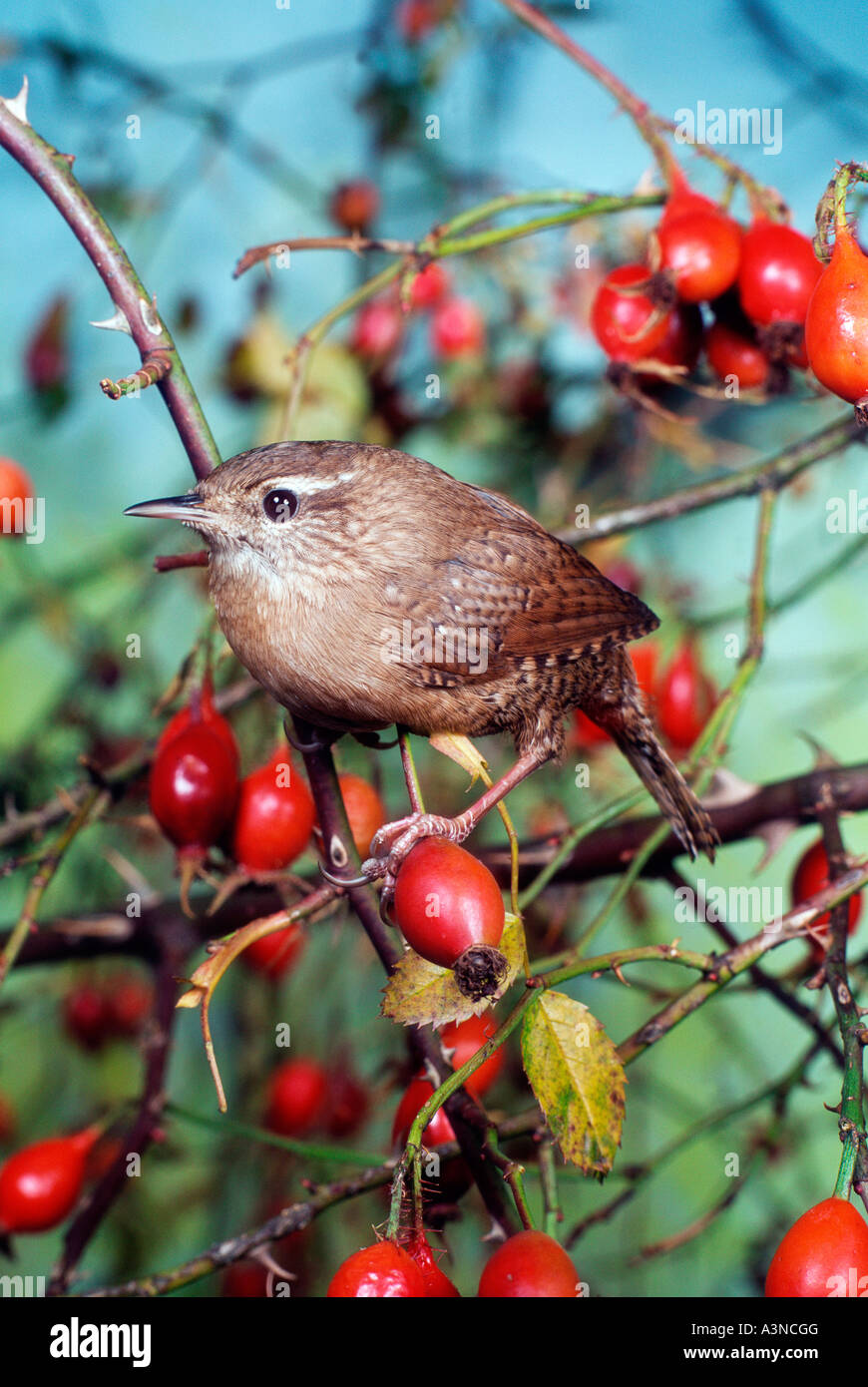 Nördlichen Wren / Winter Wren Stockfoto