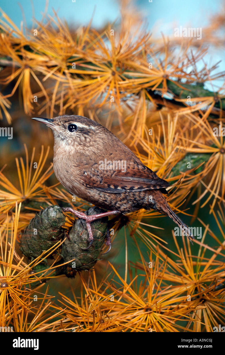 Nördlichen Wren / Winter Wren Stockfoto