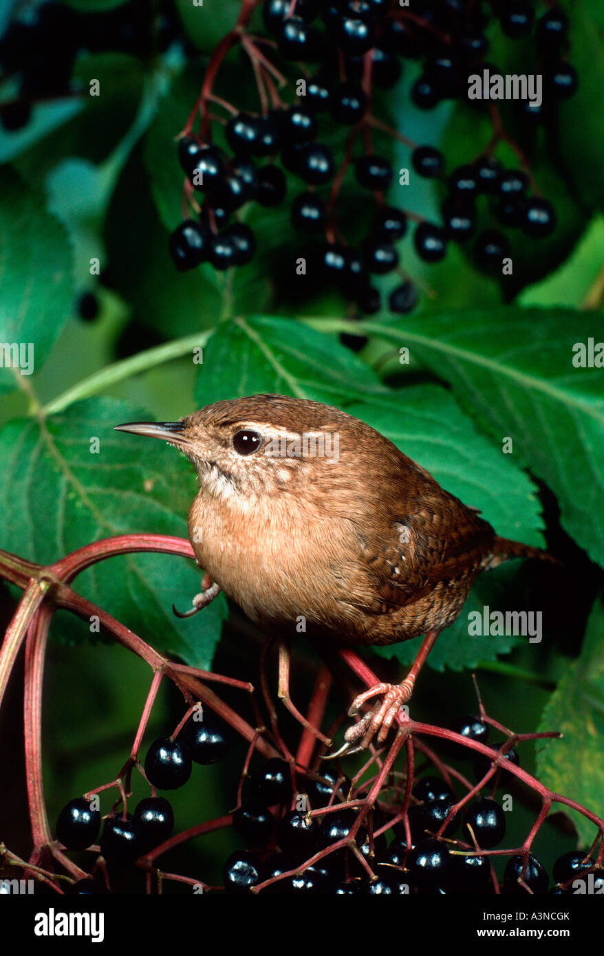 Nördlichen Wren / Winter Wren Stockfoto