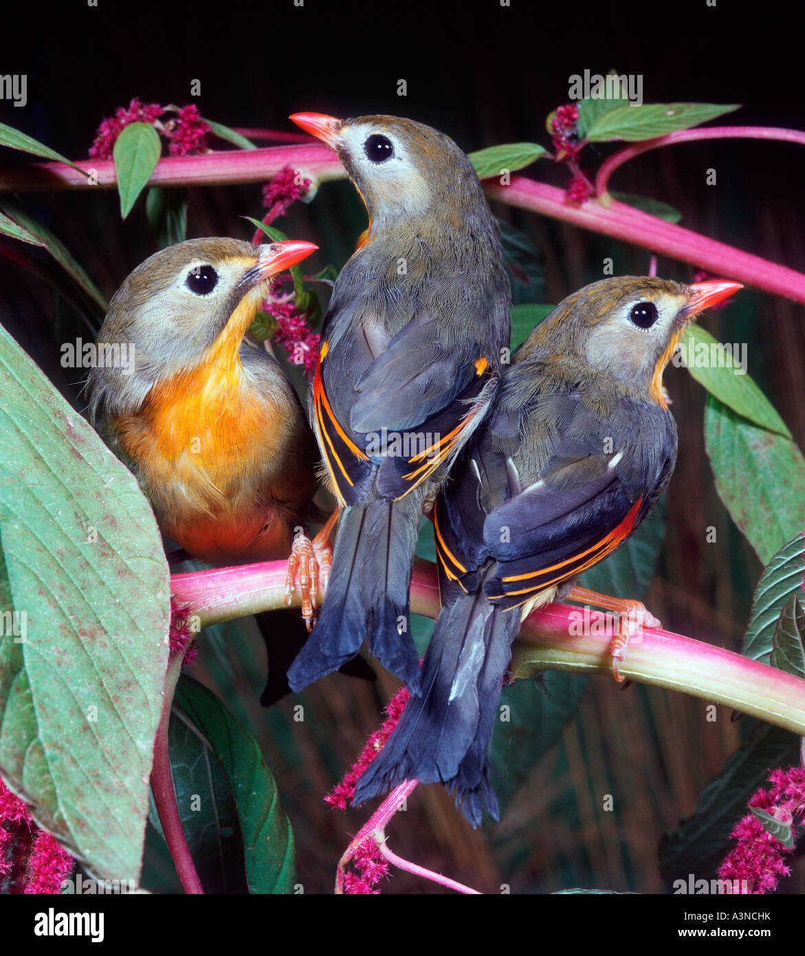 Pekin Robin / rot-billed Leiothrix Stockfoto