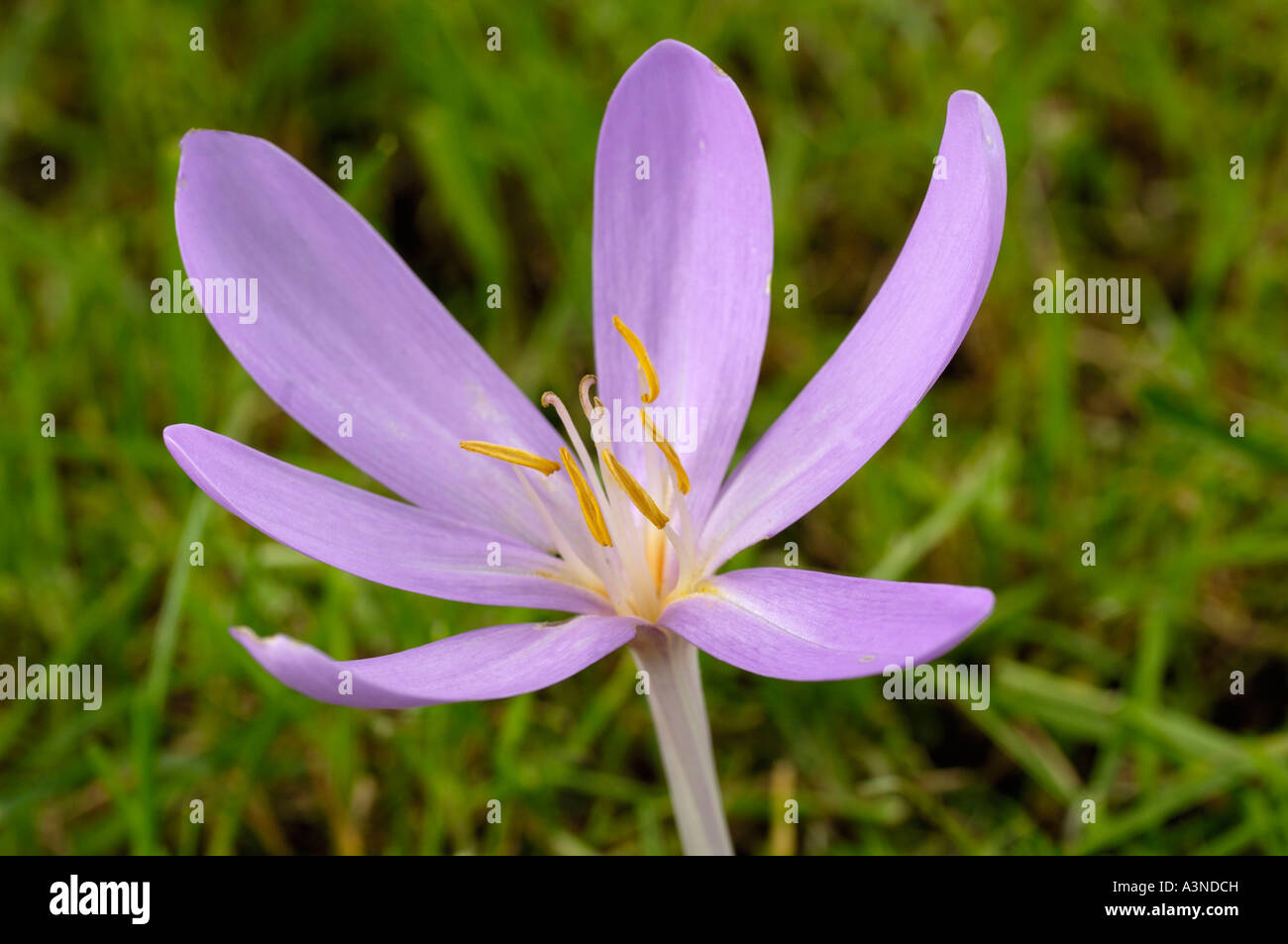 Wiese Safran Stockfoto