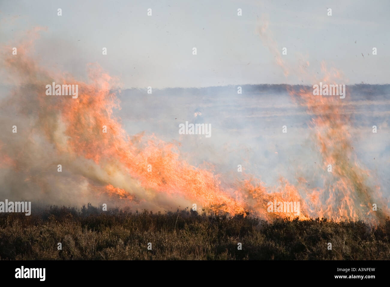 Kontrollierte Heideverbrennung auf Moor, April-Haltung der Grouse Moors. Zwei Wildhüter verbrennen Heidekraut, um neue Heidekraut-Triebe für Nahrung zu fördern. Stockfoto