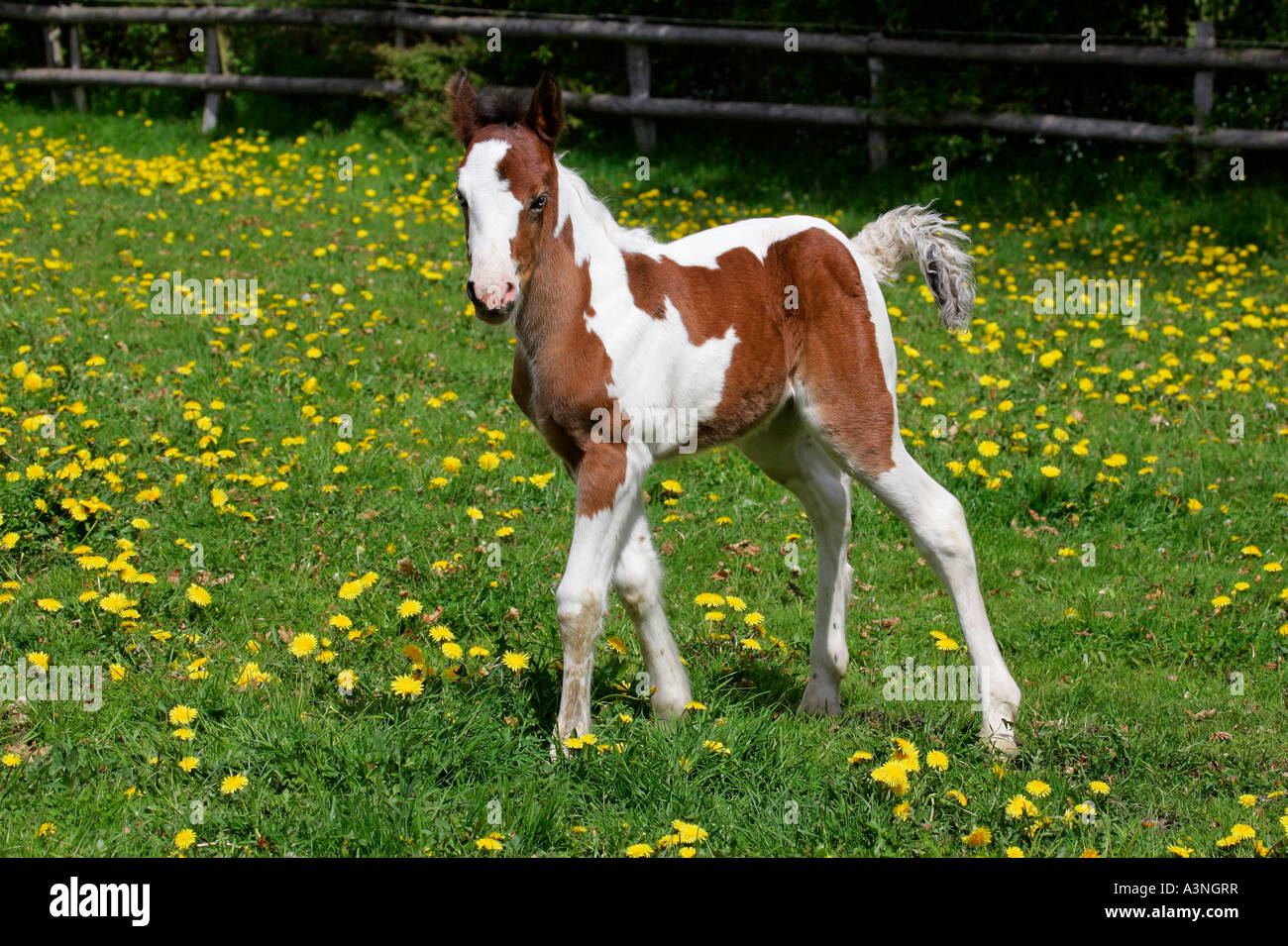 Irish Tinker Pony Stockfoto