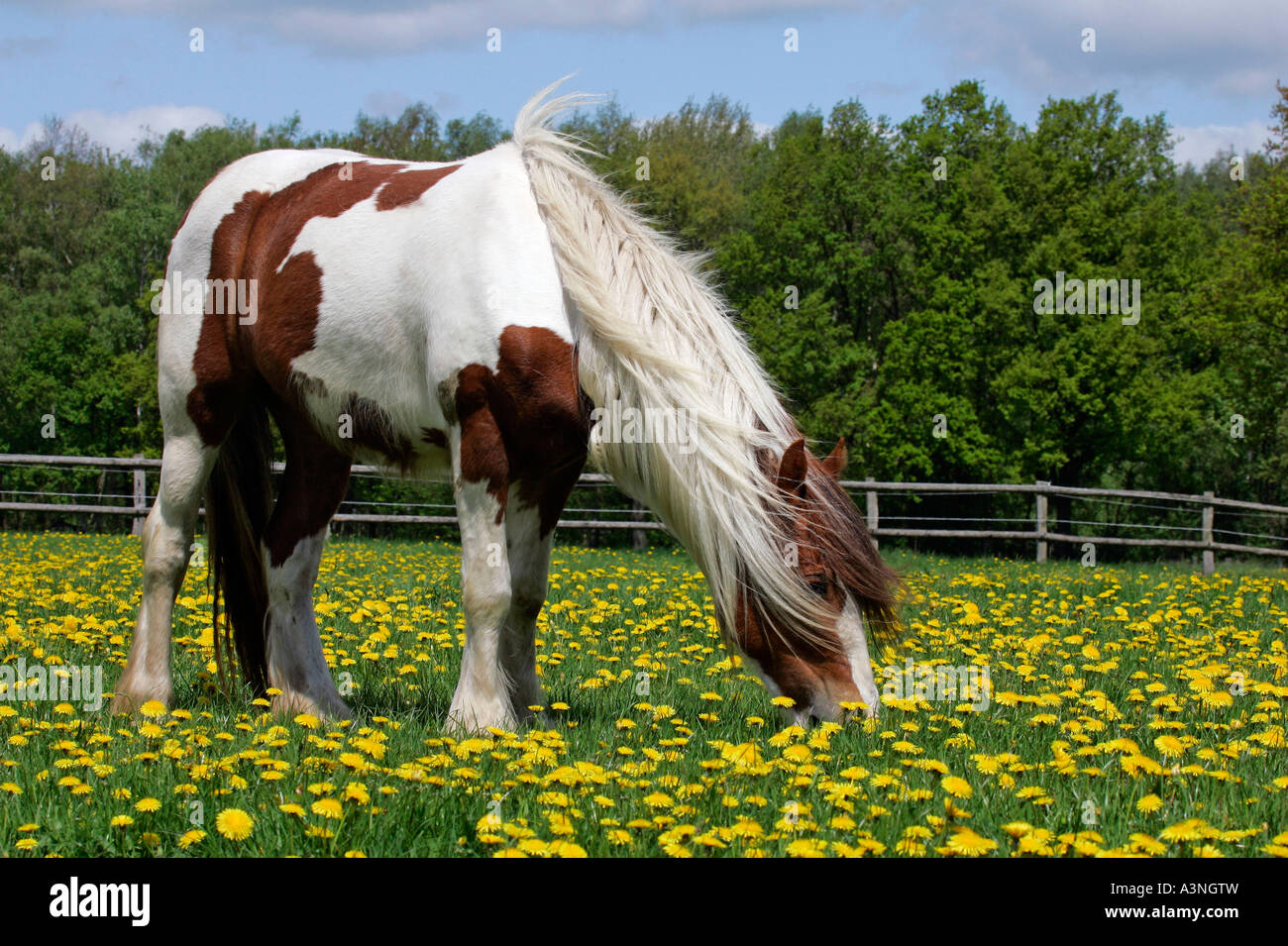 Irish Tinker Pony Stockfoto